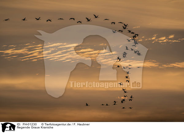 fliegende Graue Kraniche / flying Common Cranes / FH-01230