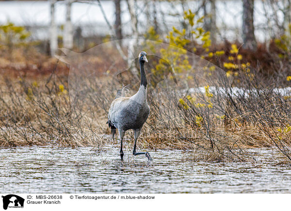 Grauer Kranich / common crane / MBS-26638