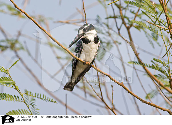 Graufischer / lesser pied kingfisher / MBS-01600