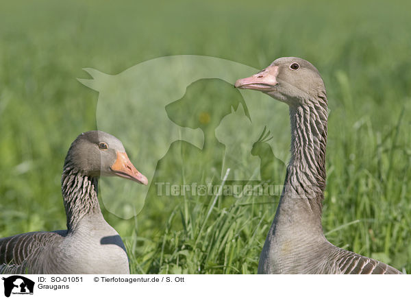 Graugans / graylag goose / SO-01051