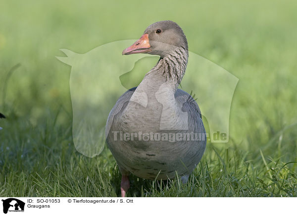 Graugans / graylag goose / SO-01053