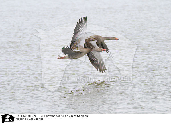 fliegende Graugnse / flying gray geese / DMS-01026
