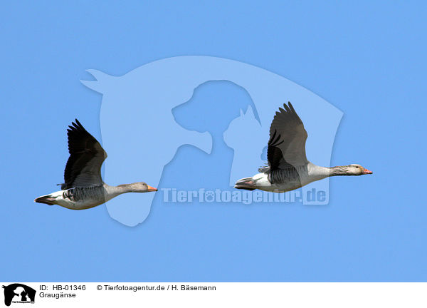 Graugnse / greylag geese / HB-01346