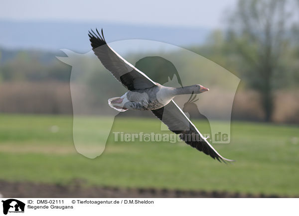 fliegende Graugans / flying greylag goose / DMS-02111