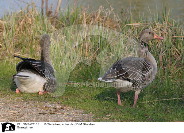 Graugnse / greylag geese / DMS-02113