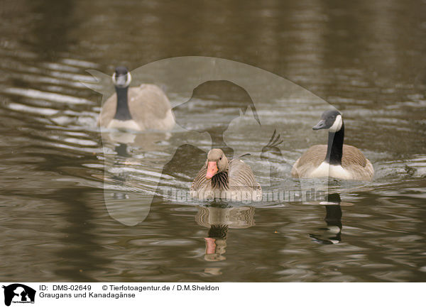 Graugans und Kanadagnse / greylag goose and Canada geese / DMS-02649