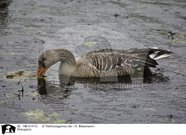 Graugans / greylag goose / HB-01413