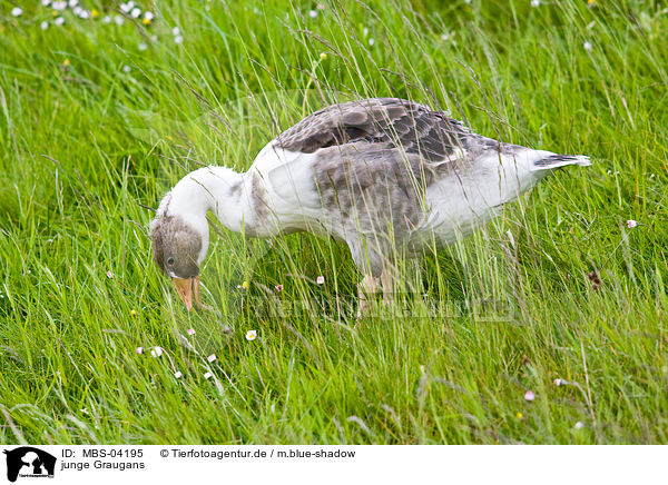 junge Graugans / young greylag goose / MBS-04195