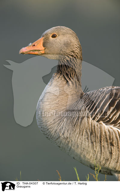 Graugans / greylag goose / THA-04307