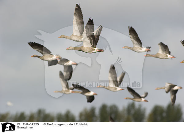Graugnse / greylag geese / THA-04325