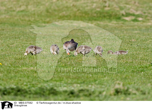 Graugnse / greylag geese / MBS-07582