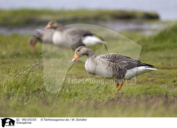 Graugnse / greylag geese / WS-05335