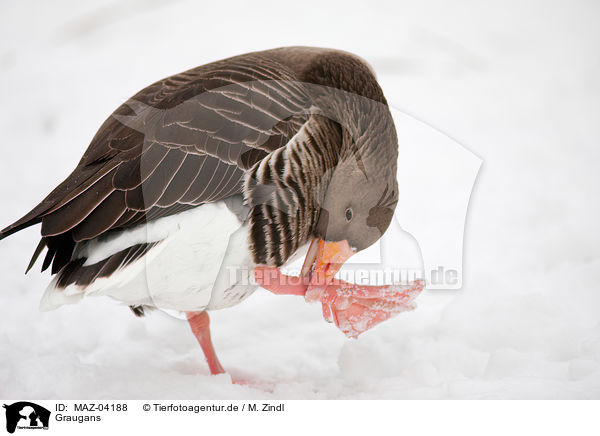 Graugans / greylag goose / MAZ-04188