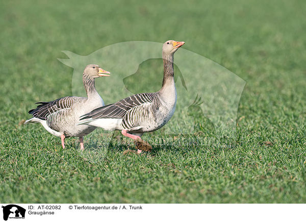 Graugnse / greylag geese / AT-02082