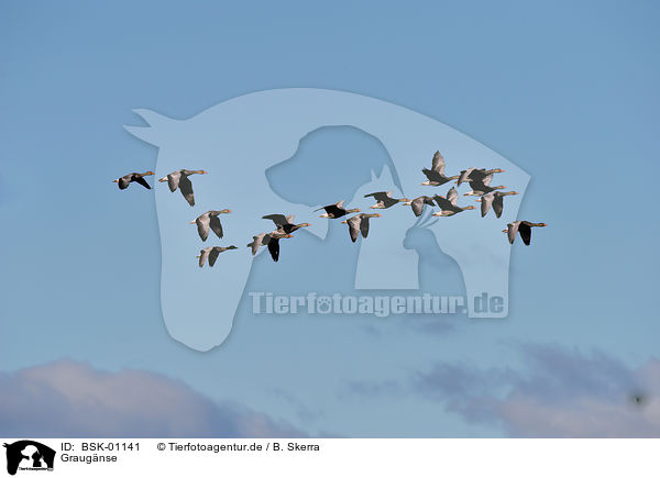 Graugnse / greylag geese / BSK-01141