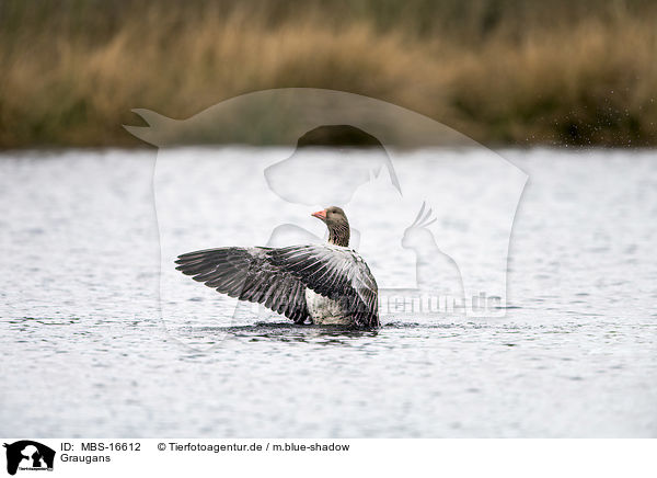 Graugans / greylag goose / MBS-16612