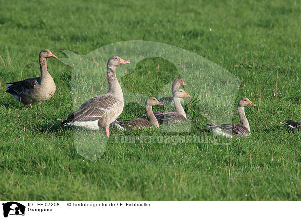 Graugnse / greylag geese / FF-07208