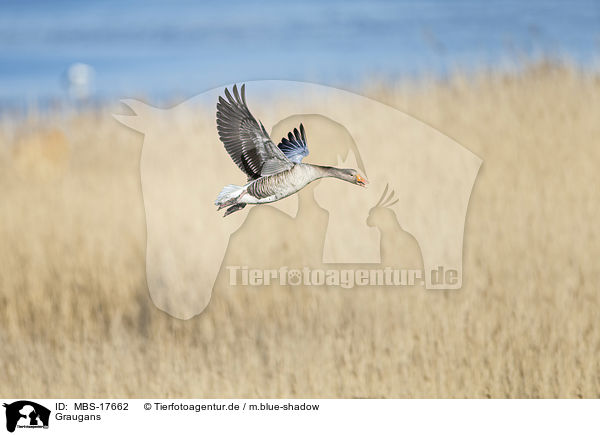 Graugans / greylag goose / MBS-17662