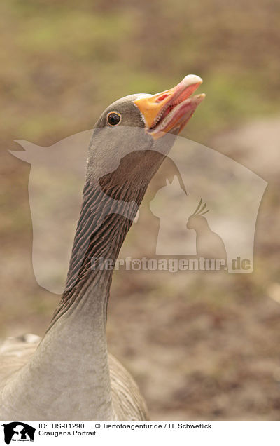 Graugans Portrait / Greylag Goose portrait / HS-01290