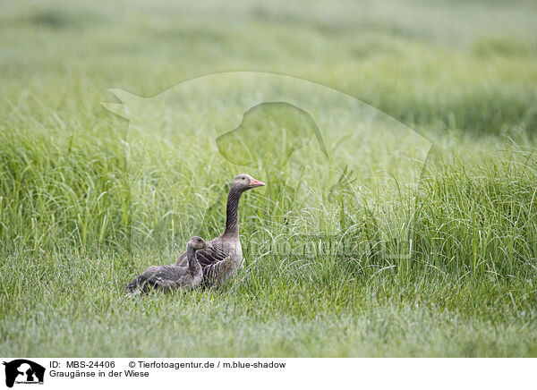 Graugnse in der Wiese / MBS-24406