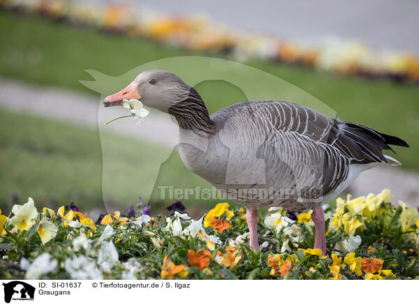 Graugans / greylag goose / SI-01637