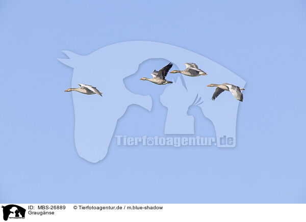 Graugnse / greylag geese / MBS-26889