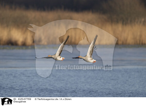 Graugnse / greylag geese / AVD-07769
