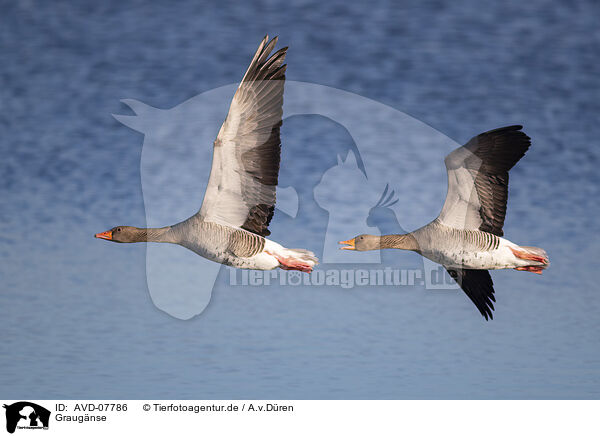 Graugnse / greylag geese / AVD-07786