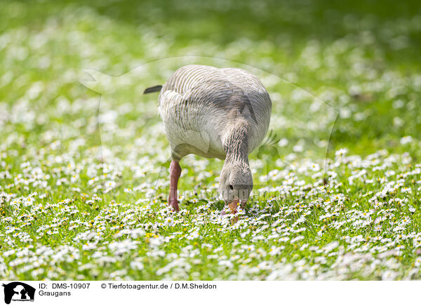 Graugans / Greylag goose / DMS-10907