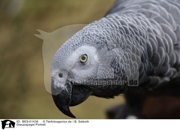 Graupapagei Portrait / grey parrot portrait / BES-01436