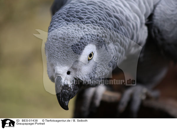 Graupapagei Portrait / grey parrot portrait / BES-01438