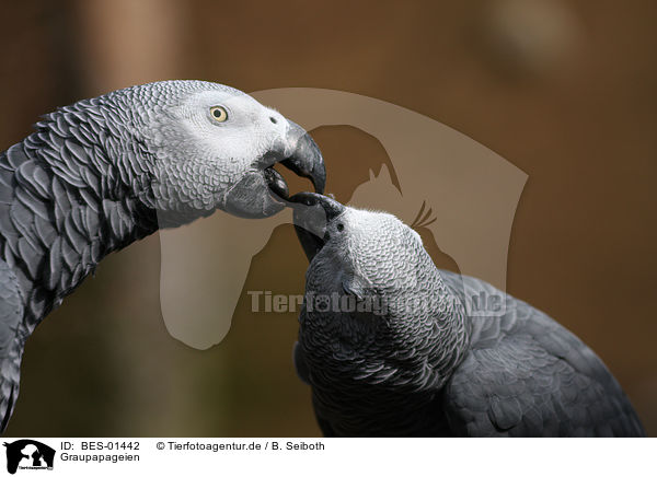 Graupapageien / grey parrots / BES-01442