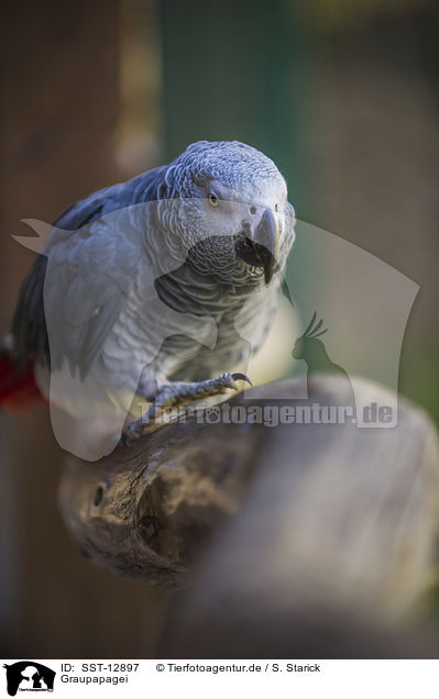 Graupapagei / african grey parrot / SST-12897