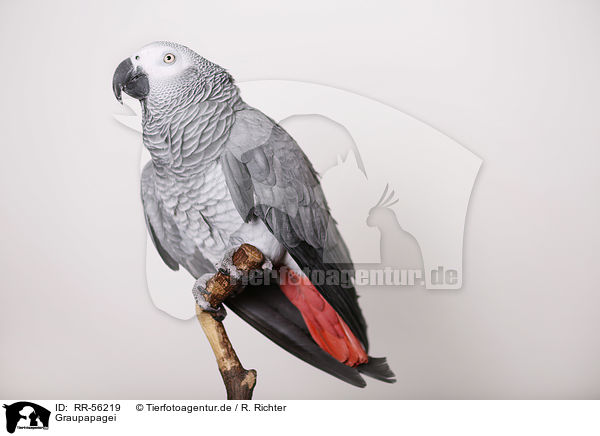Graupapagei / african grey parrot / RR-56219