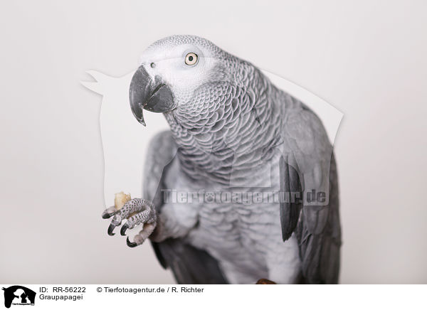 Graupapagei / african grey parrot / RR-56222