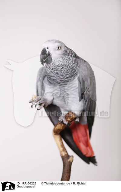 Graupapagei / african grey parrot / RR-56223