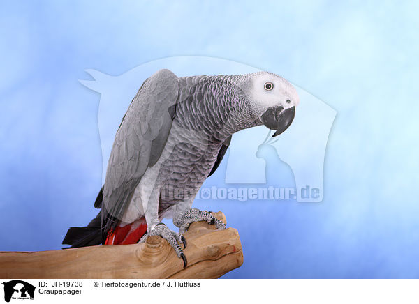 Graupapagei / african grey parrot / JH-19738