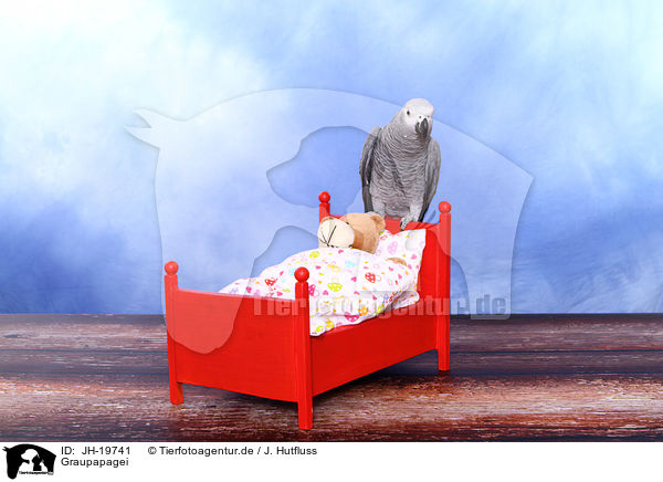 Graupapagei / african grey parrot / JH-19741
