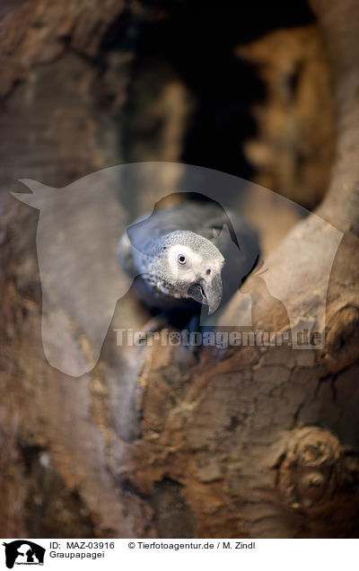 Graupapagei / African gray parrot / MAZ-03916