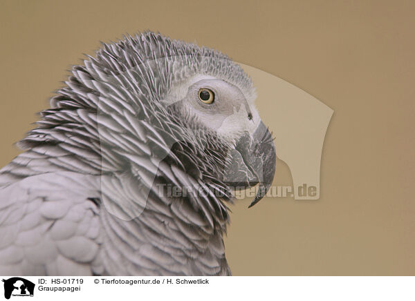 Graupapagei / grey parrot / HS-01719