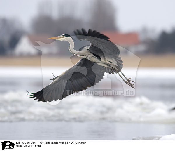 Graureiher im Flug / flying grey heron / WS-01254