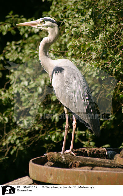 Graureiher / Grey Heron / BM-01119