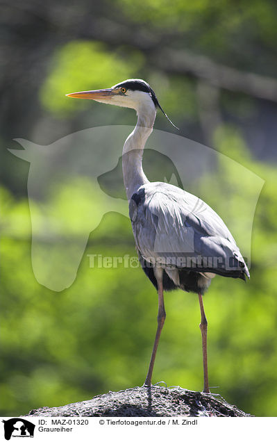 Graureiher / grey heron / MAZ-01320