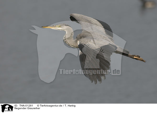 fliegender Graureiher / flying grey heron / THA-01281