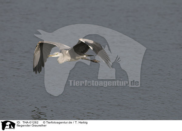 fliegender Graureiher / flying grey heron / THA-01282
