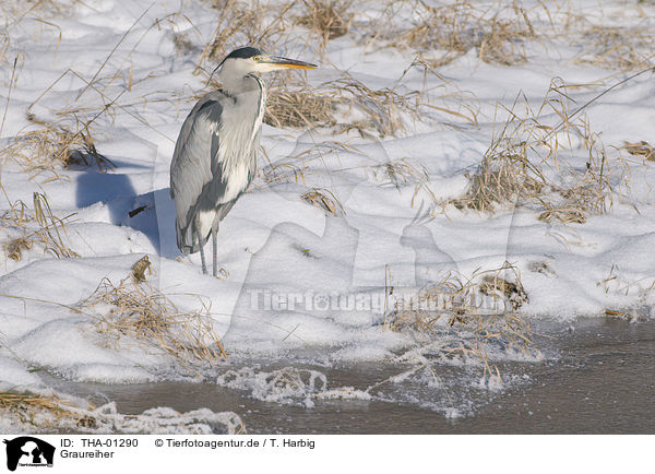 Graureiher / grey heron / THA-01290