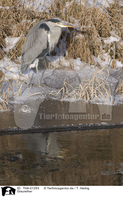 Graureiher / grey heron / THA-01293