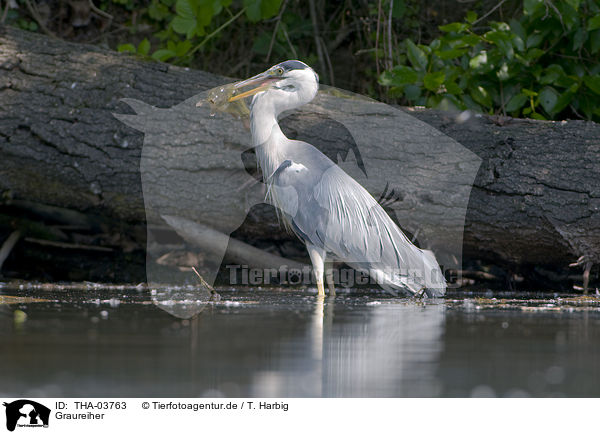 Graureiher / grey heron / THA-03763