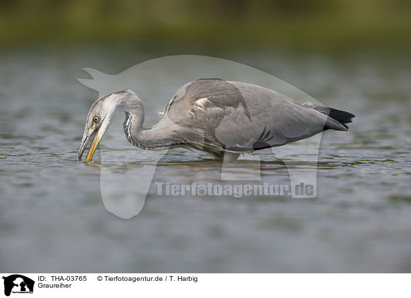 Graureiher / grey heron / THA-03765