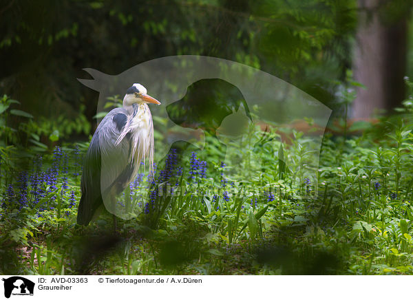 Graureiher / grey heron / AVD-03363